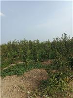 安徽省怀远县群利果树种植