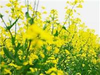 北京油菜籽种子公司 提供种植技术