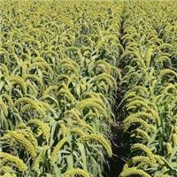 滁州谷子种子公司 高产谷子品种