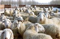 乌拉特中旗肉羊养殖价格