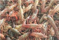 淡水小龙虾养殖的新方法