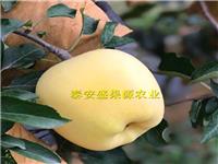 北京苹果树苗价格