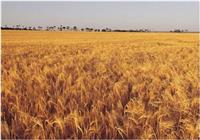 泌阳粮食种植-小麦
