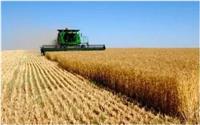 泌阳粮食种植-优质小麦