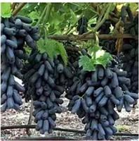 泌阳葡萄品种-蓝宝石