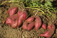 唐河县红薯专业种植