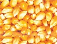 凉城县玉米种植机构