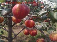 莱阳奥红1号梨树苗价格 品种众多-欢迎选购
