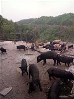 武当山哪有大型养猪场