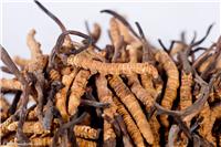 虫草提取物厂家报价 虫草多糖的功效与作用
