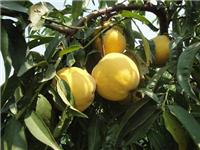 黄桃的栽培技术有哪些