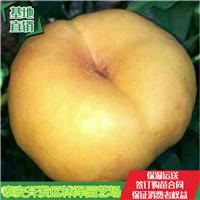 *寿桃桃树苗种植方法
