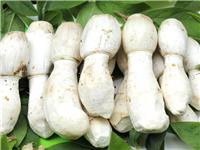 鸡腿菇提取物厂家 鸡腿菇多糖的功效和作用