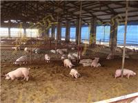 发酵床养猪维护时注意哪些