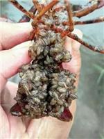 小龙虾种苗批发小龙虾养殖技术小龙虾如何越冬龙虾苗养殖基地