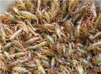 自贡龙虾种苗价格 派技术驻场帮扶指导