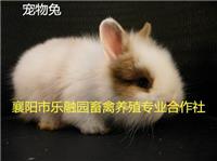 襄阳乐融园养殖宠物兔