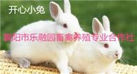 襄州乐融园养殖的开心小兔