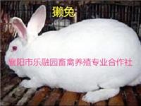 乐融园襄阳襄州养殖场养的獭兔