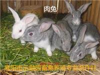 乐融园襄州养殖场养殖的肉兔