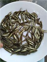 江西上饶黑鱼苗，安徽滁州生鱼苗，广州龙源水产鱼苗场为你提供大量优质杂交生鱼苗