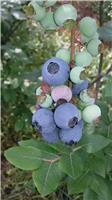襄阳哪有蓝莓种植基地