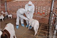 加强和完善动物防疫基础设施