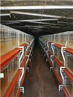 阜平新建鸡舍按装肉鸡笼养2万只鸡的肉鸡笼