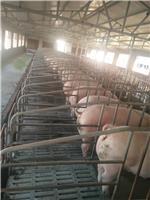 保育仔猪的饲养管理技术要点