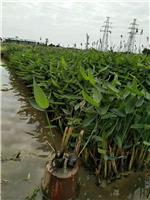 柳州水生植物｜柳州水生植物供应商｜柳州卖水生植物|再力花