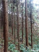 杉树造林的投资效益分析-速生杉树苗有卖