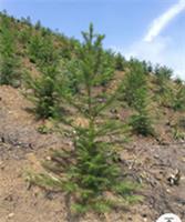 杉树苗造林方法-桂林杉树苗批发供应