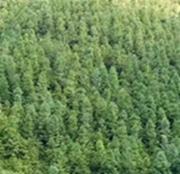 杉木苗造林种植管理技术-杉木苗批发供应