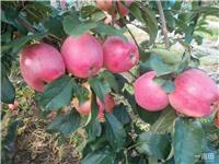 宝鸡苹果树苗新品种