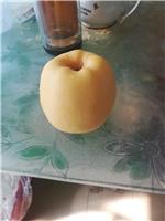 阳泉苹果树苗新品种