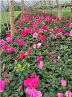 高度25cm西洋鹃较新报价 比利时杜鹃较低价格 时令花卉种植基地