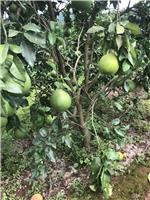 10公分低分柚子树较新价格 果树种植基地 柚子树工程苗