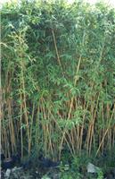去哪买琴丝竹供应商 高产品种
