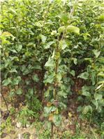 扬州香梨梨树苗新品种