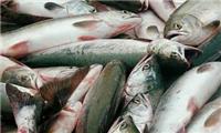 专业的湖泊海洋渔业资源评估费用
