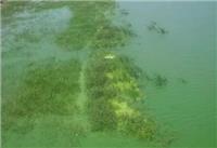 小龙虾养殖水质发绿是什么原因