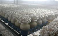蘑菇灵芝食用菌类喷雾加湿降温人造雾工程价格曝光