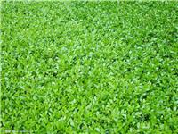 供应小区绿化常用绿化苗木、灌木、地被小苗，小叶黄杨