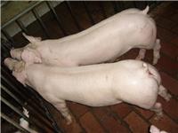 新大牧业二元母猪 长期供应二元母猪 大量销售二元母猪