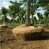 江苏大树基地供应包树网，树根网，树根移植网