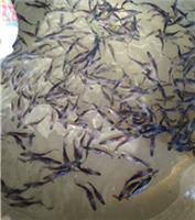 淡水刺鳅鱼苗出售福建刺鳅养殖技术广东刺鳅批发