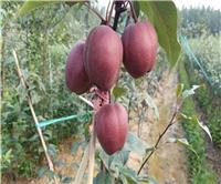意大利黒梨树苗价格价格一棵、三年意大利黒梨树苗价格