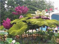 东莞植物绿雕和仿真植物绿雕有哪些差异？