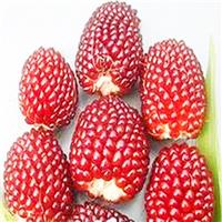 供应较新热销量水果草莓玉米种子技术栽培