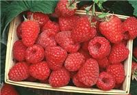 农村开发致富山中珍品红树莓的特色养植
